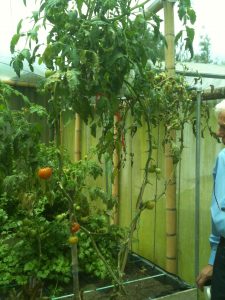 Interior of bamboo greenhouse; close-up of large tomato tree