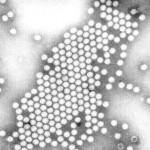 Polio virus