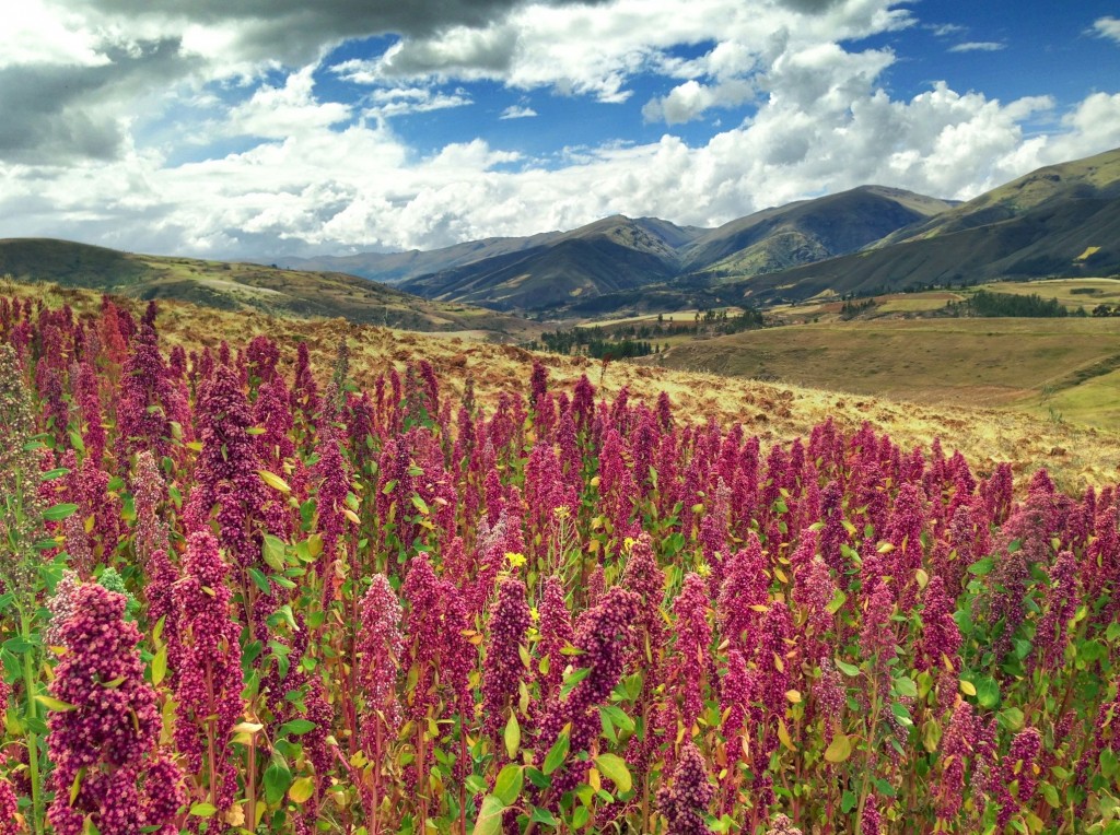 Quinoa-Red-Quinoa-Peru