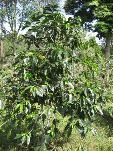 coffeefinca6